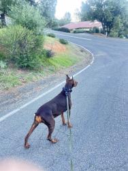 Lost Female Dog last seen Pineterrace Kelseyville ca, Lake County, CA 95451