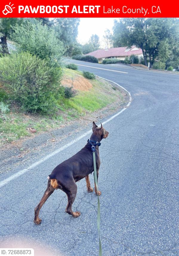 Lost Female Dog last seen Pineterrace Kelseyville ca, Lake County, CA 95451