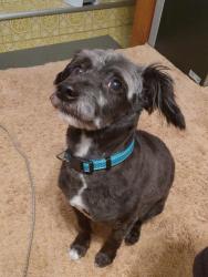 Found/Stray Male Dog last seen Lakeside Ave NW Canton Ohio, Canton, OH 44708