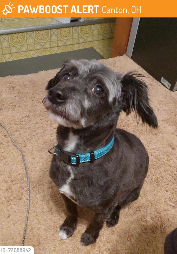 Found/Stray Male Dog last seen Lakeside Ave NW Canton Ohio, Canton, OH 44708
