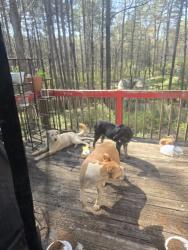 Found/Stray Male Dog last seen Lawrenceville Highway , Lawrenceville, GA 30045