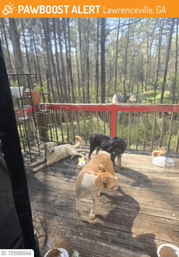 Found/Stray Male Dog last seen Lawrenceville Highway , Lawrenceville, GA 30045