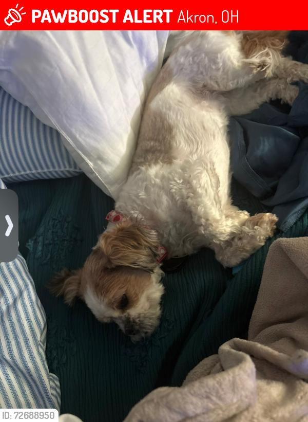 Lost Female Dog last seen St Vincent St. Mary Catholic Church, Akron, OH 44303