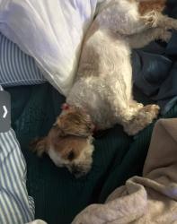 Lost Female Dog last seen St Vincent St. Mary Catholic Church, Akron, OH 44303