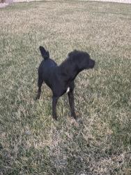 Found/Stray Male Dog last seen 45th and Rock Road, Darien, IL 60561