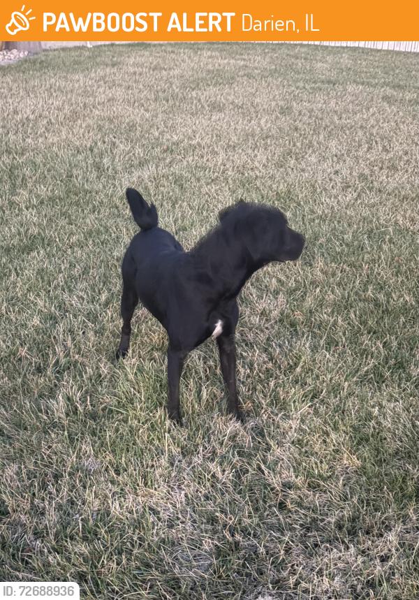 Found/Stray Male Dog last seen 45th and Rock Road, Darien, IL 60561