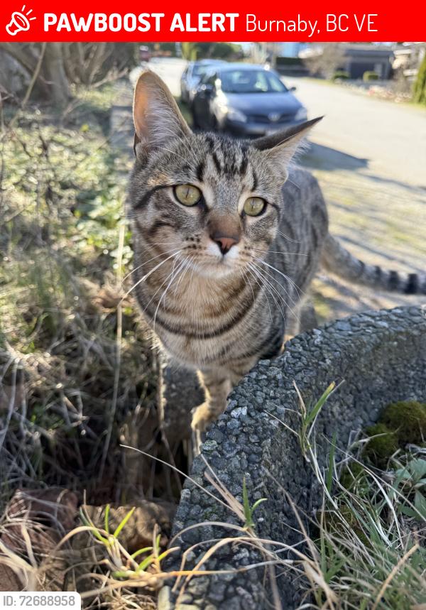 Lost Male Cat last seen Near , Burnaby, BC V5E