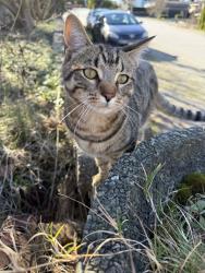 Lost Male Cat last seen Near , Burnaby, BC V5E