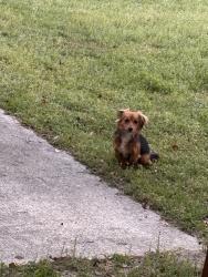 Found/Stray Male Dog last seen Fuller Road, Tallahassee, FL 32303