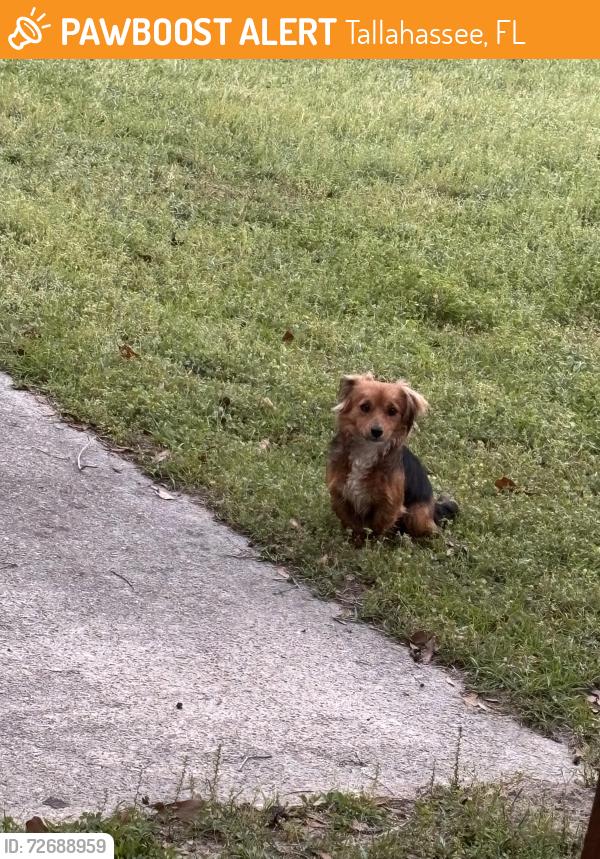 Found/Stray Male Dog last seen Fuller Road, Tallahassee, FL 32303