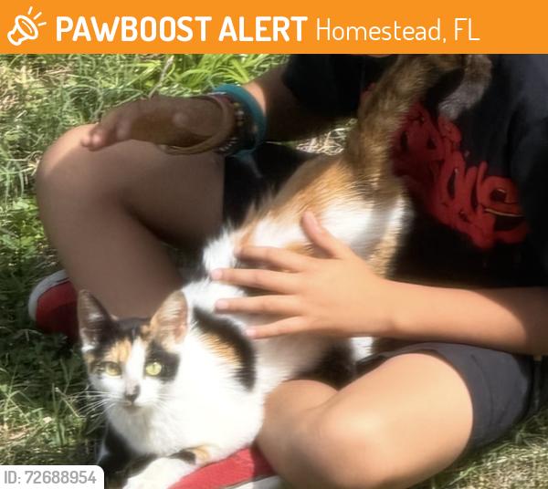 Found/Stray Unknown Cat last seen Dons Bait and Tackle , Homestead, FL 33030