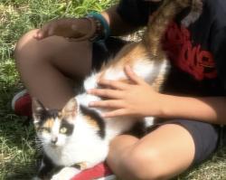 Found/Stray Unknown Cat last seen Dons Bait and Tackle , Homestead, FL 33030