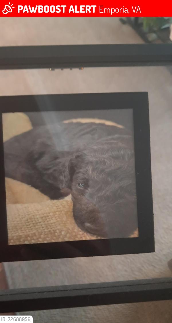 Lost Male Dog last seen Emporia Va, Emporia, VA 23847