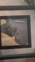 Lost Male Dog last seen Emporia Va, Emporia, VA 23847