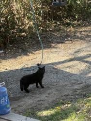 Found/Stray Male Cat last seen N Boston pl, Tulsa, OK 74106