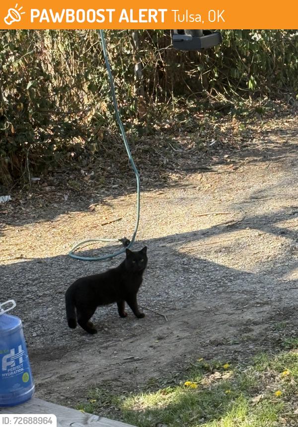 Found/Stray Male Cat last seen N Boston pl, Tulsa, OK 74106