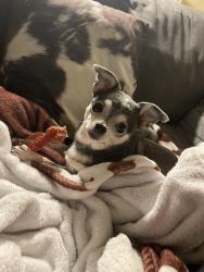Lost Female Dog last seen town square , Graham, NC 27253