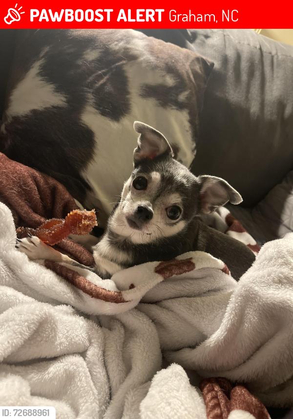Lost Female Dog last seen town square , Graham, NC 27253