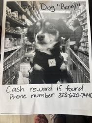 Lost Male Dog last seen Williams st and Miami, Tolleson, Arizona , Phoenix, AZ 85353