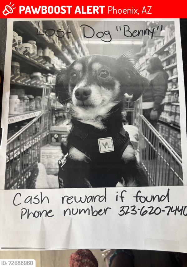 Lost Male Dog last seen Williams st and Miami, Tolleson, Arizona , Phoenix, AZ 85353