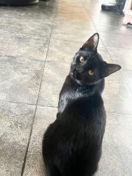 Lost Male Cat last seen Orange street, Riverside, CA 92508