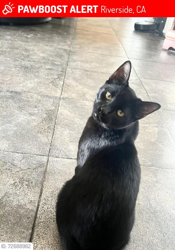Lost Male Cat last seen Orange street, Riverside, CA 92508