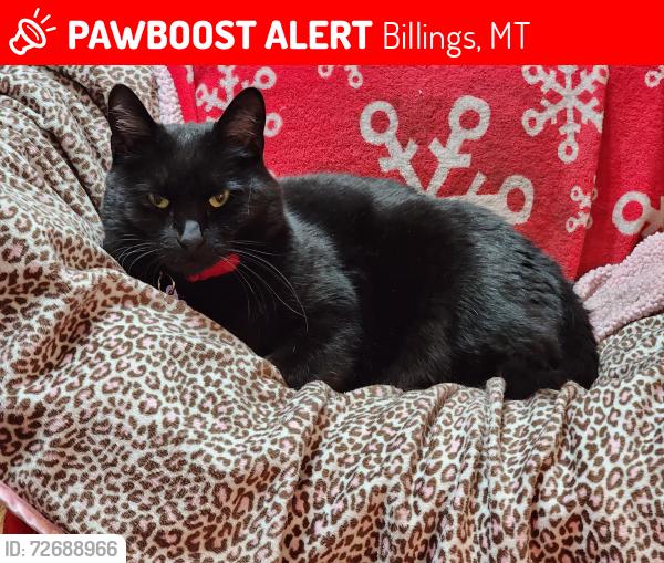 Lost Female Cat last seen Near Poly IGA, Billings Westend, Billings, MT 59102