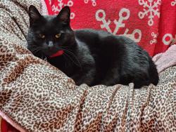 Lost Female Cat last seen Near Poly IGA, Billings Westend, Billings, MT 59102