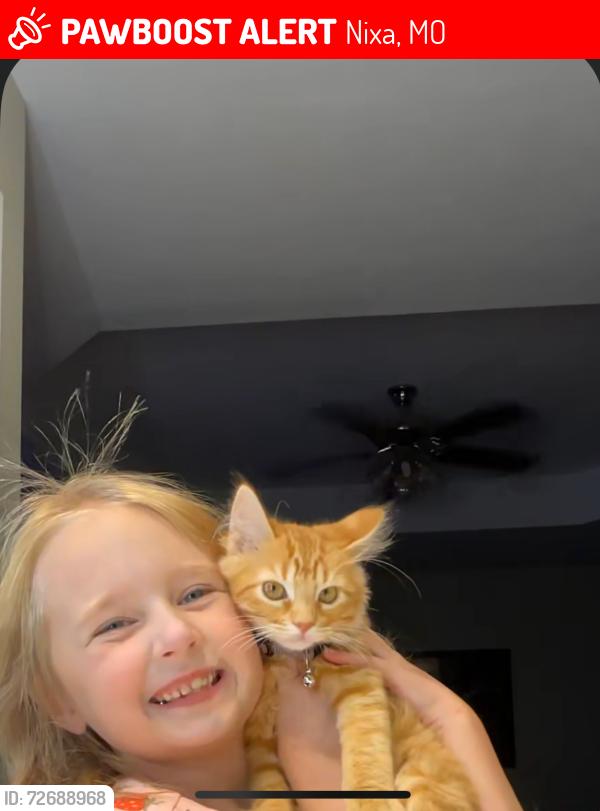 Lost Female Cat last seen Gregg Road & Mt. Vernon , Nixa, MO 65714