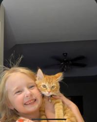 Lost Female Cat last seen Gregg Road & Mt. Vernon , Nixa, MO 65714