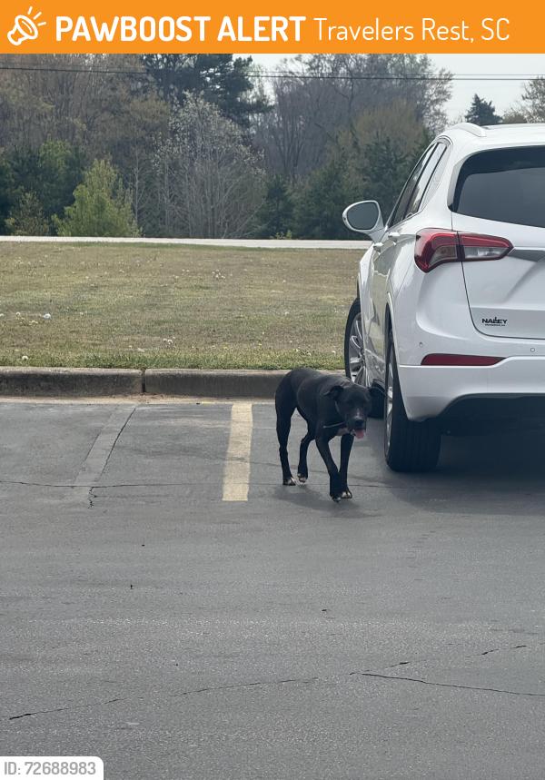Found/Stray Unknown Dog last seen Ingles parking lot , Travelers Rest, SC 29690