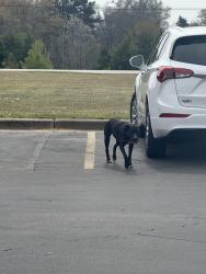 Found/Stray Unknown Dog last seen Ingles parking lot , Travelers Rest, SC 29690