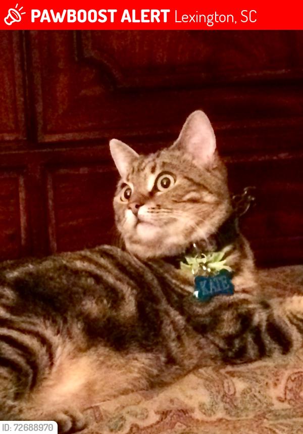 Lost Female Cat last seen New location.....not sure, Lexington, SC 29073