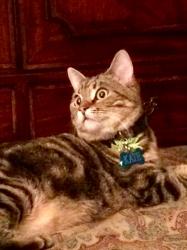 Lost Female Cat last seen New location.....not sure, Lexington, SC 29073