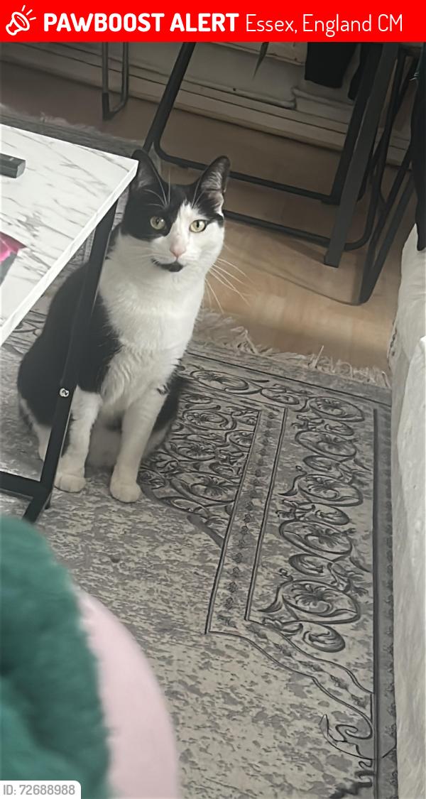 Lost Male Cat last seen Passmoress academy , Essex, England CM18