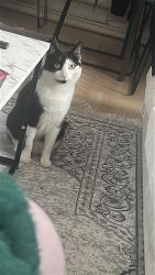 Lost Male Cat last seen Passmoress academy , Essex, England CM18