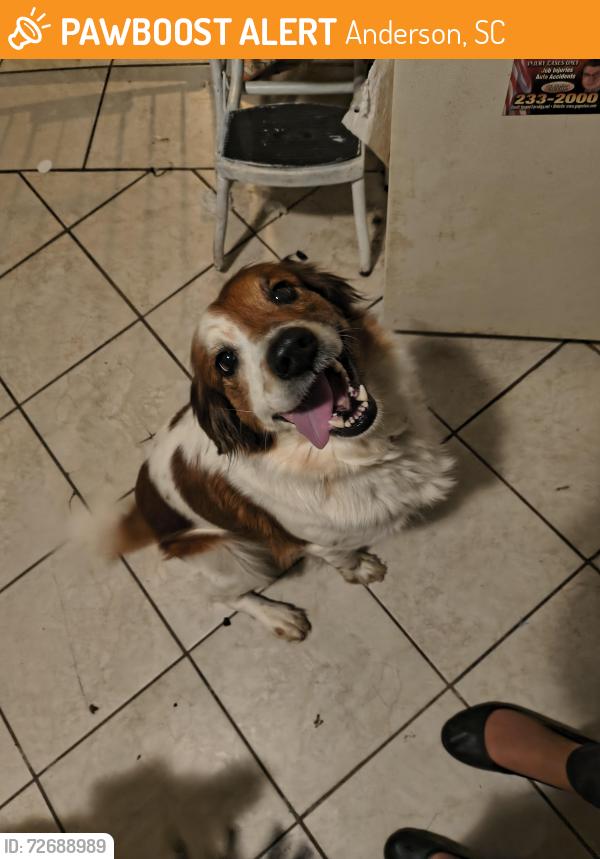 Found/Stray Female Dog last seen Not sure north Anderson County , Anderson, SC 29622