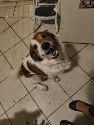 Found/Stray Female Dog last seen Not sure north Anderson County , Anderson, SC 29622
