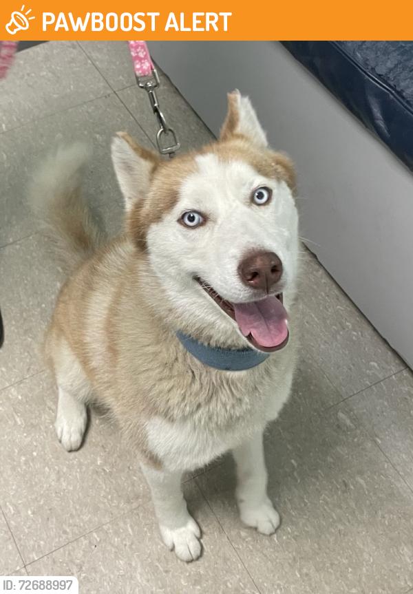 Found/Stray Female Dog last seen Palmetto Club Drive, Miami 33157, Palmetto Estates, FL 33157