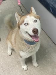 Found/Stray Female Dog last seen Palmetto Club Drive, Miami 33157, Palmetto Estates, FL 33157