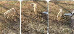 Lost Male Dog last seen Clark Road and Bluewater Dr, Fairburn, GA 30213