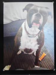 Lost Female Dog last seen Stark street 204th, Gresham, OR 97030