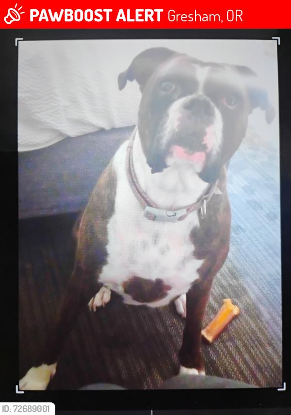 Lost Female Dog last seen Stark street 204th, Gresham, OR 97030