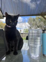 Lost Female Cat last seen Dudley Rd Abbeville LA, Abbeville, LA 70510