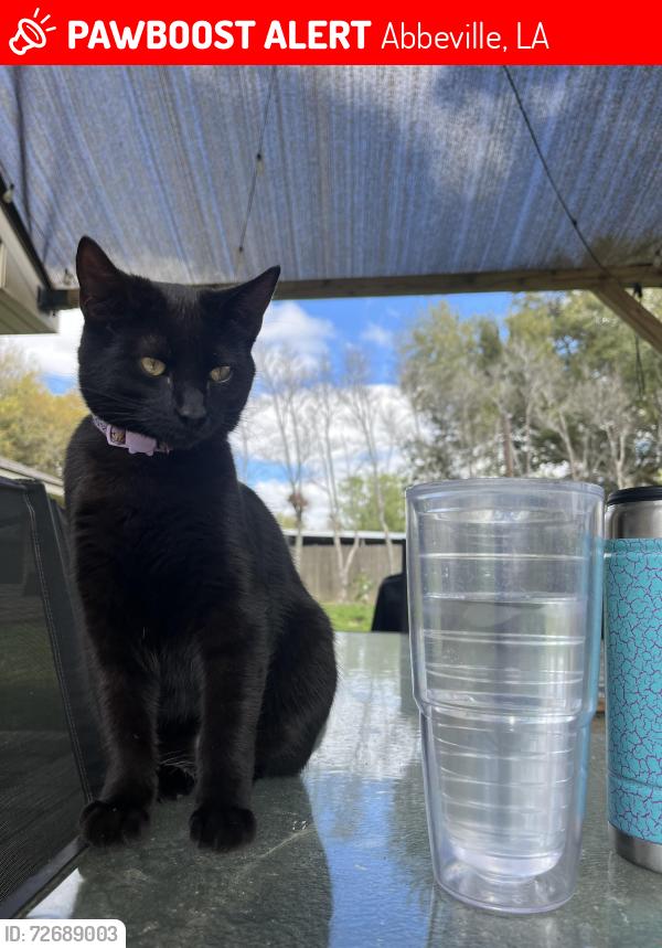 Lost Female Cat last seen Dudley Rd Abbeville LA, Abbeville, LA 70510