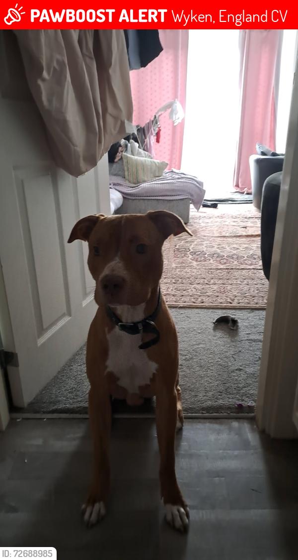 Lost Male Dog last seen Sewall Highway, Wyken, England CV2