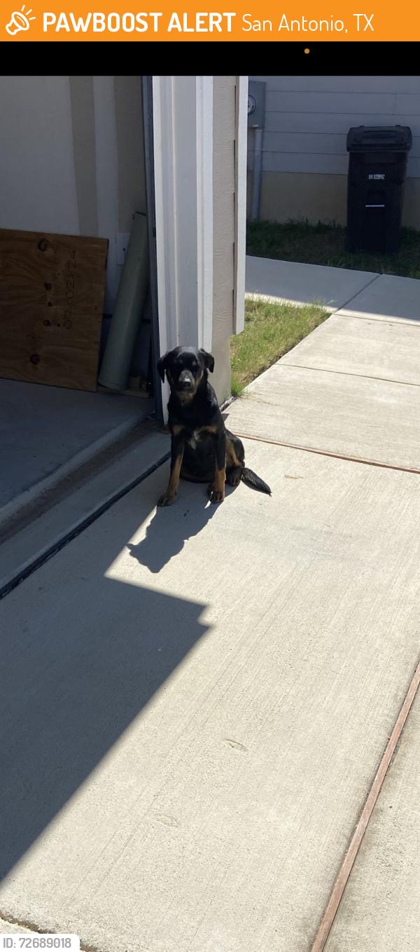 Found/Stray Female Dog last seen Dutra Road, San Antonio, TX 78221