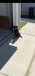 Found/Stray Female Dog last seen Dutra Road, San Antonio, TX 78221