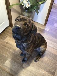 Lost Male Dog last seen Bluff rd, Martin Luther King Blvd, , Hopkins, SC 29061