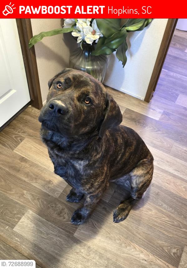 Lost Male Dog last seen Bluff rd, Martin Luther King Blvd, , Hopkins, SC 29061